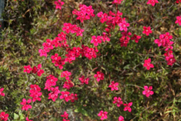Dianthus deltoides 'Splendens' bestellen